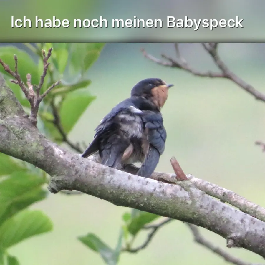 Originalaufnahme aus Steffens Fotoarchiv, Sammlung 11